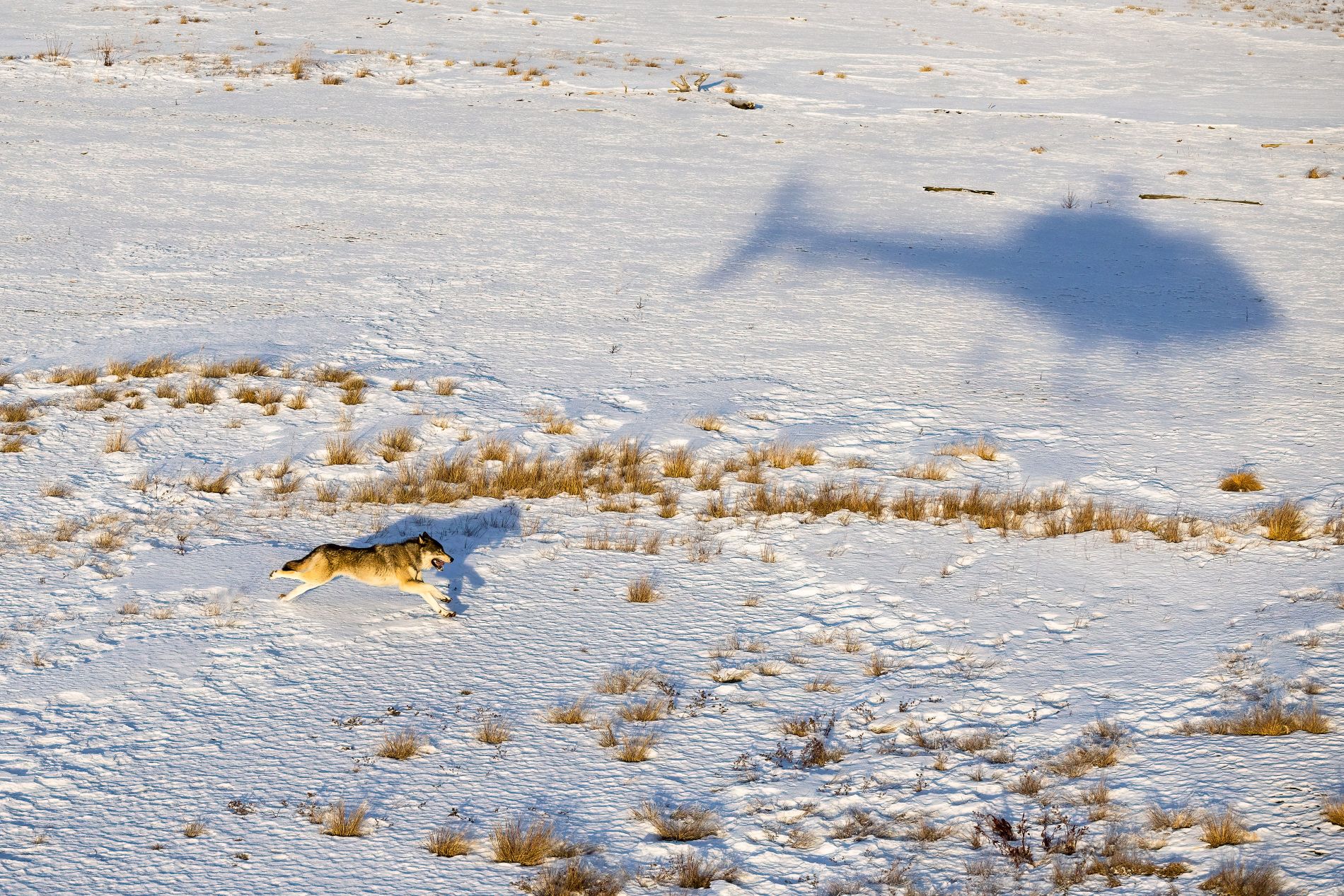 2025 CPW Wolf Restoration 07