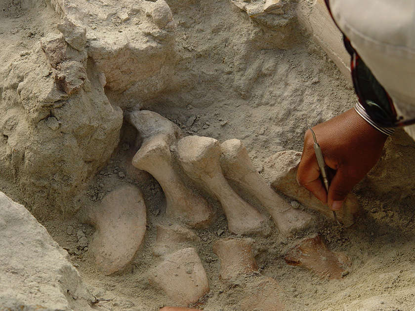 a close up shot of a hand cleaning a fossil that is sticking out of the ground