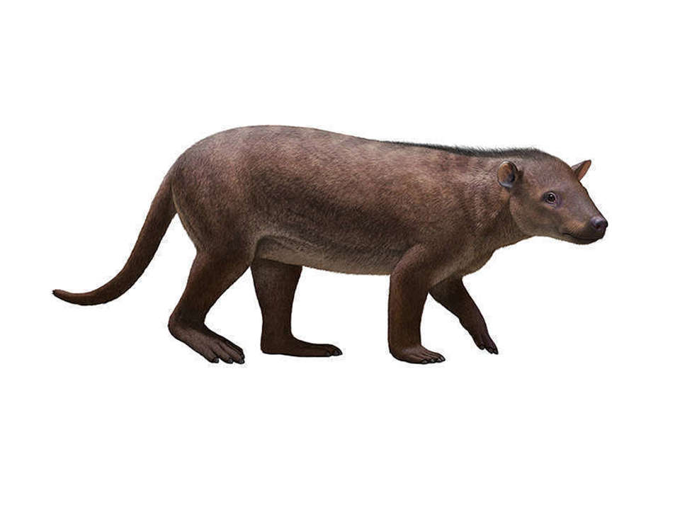 Drawing of a small ancient mammal Carsioptygus