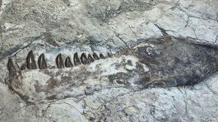 Lower jaw of T. Rex exposed in cast 
