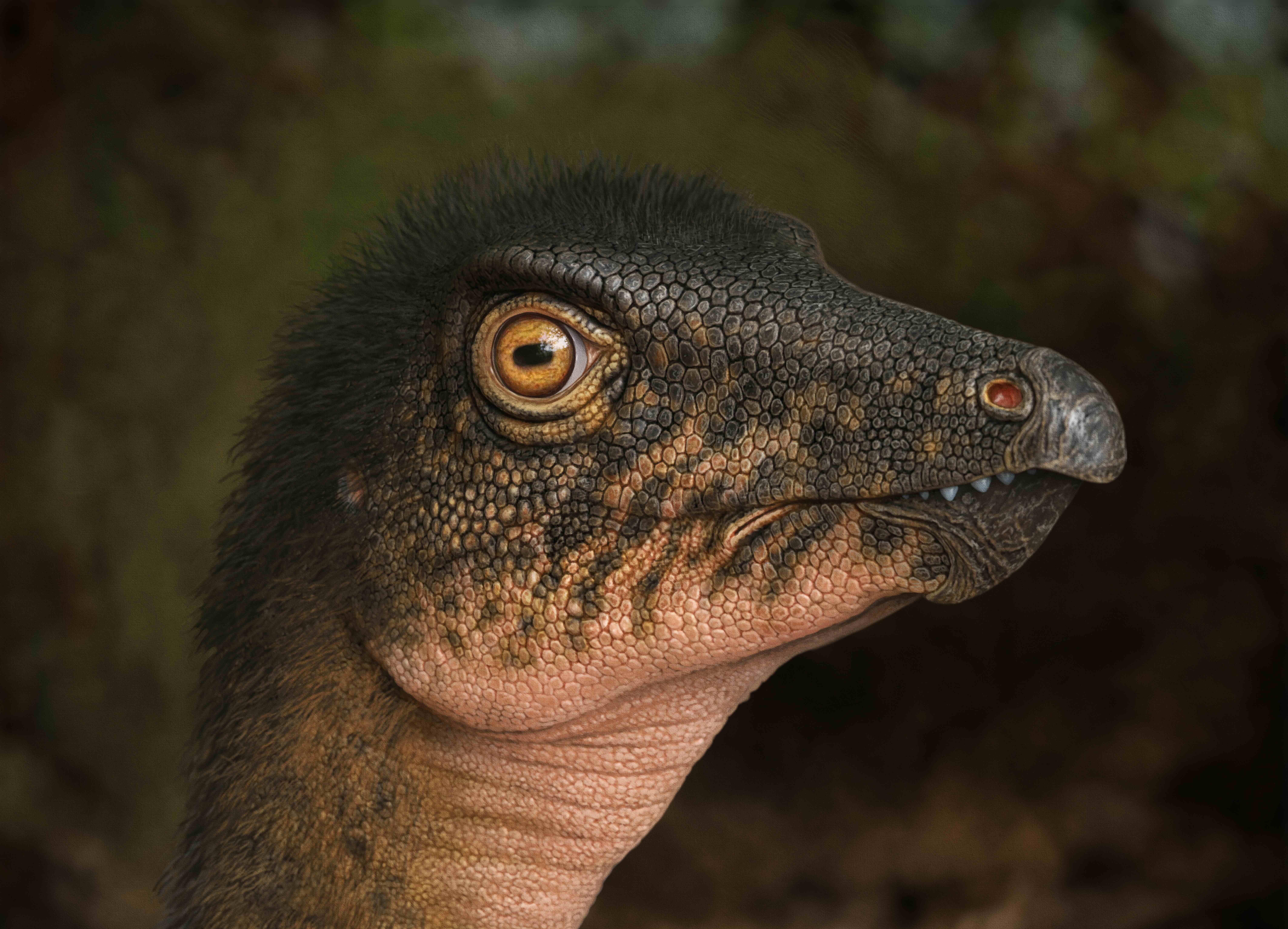 Image of a plant-eating ornithopod dinosaur, Thescelosaurus during the latest Cretaceous Period, nearly 67 million years ago. These around 10-12 foot long two-legged animals roamed the tropical swamps, forests and floodplains where Denver now stands. Their vertebrae are similar to the one found in the rock core deep below the Museum. (Photo/ Andrey Atuchin, Denver Museum of Nature & Science)