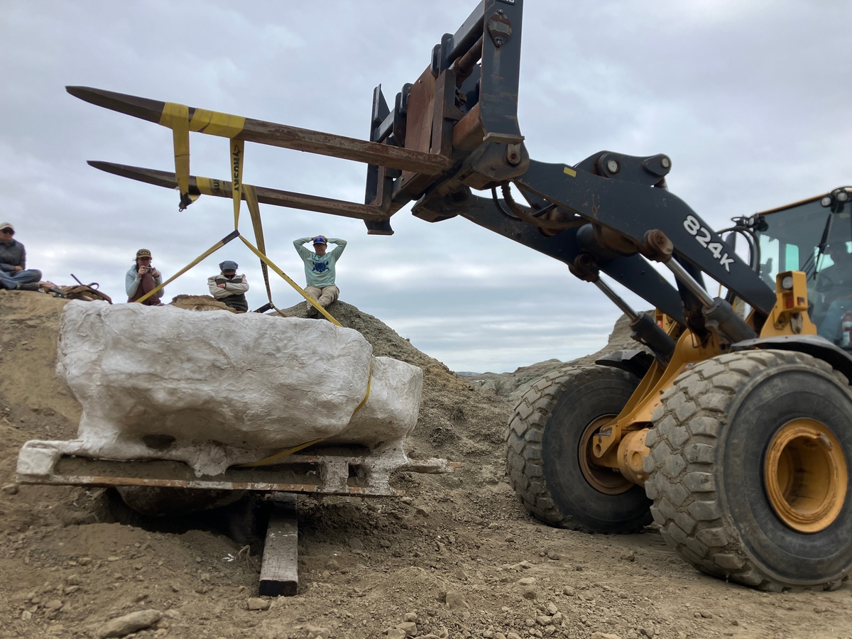 Repositioning the fossil jacket with a front loader in North Dakota.