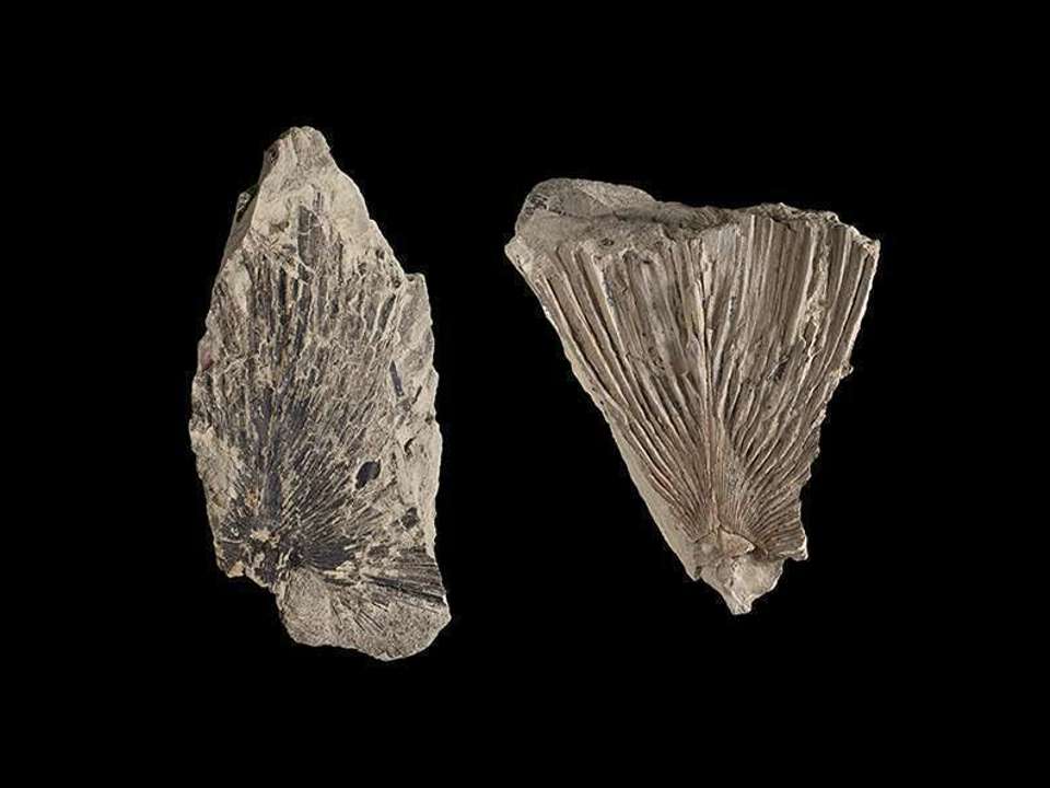 Two brown stone with fossilized ferns embedded in them on a black background