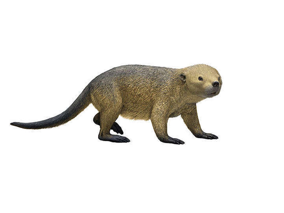 Drawing of a small ancient mammal Taeniolabis