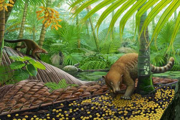 A reconstruction of the “palm world” – forests were dominated by palms for the first ~300,000 years after the asteroid impact. Here, Loxolophus forages for palm seeds while another unnamed/undescribed mammal crawls down a palm frond. A pond turtle, Hoplochelys, looks on in the distance.