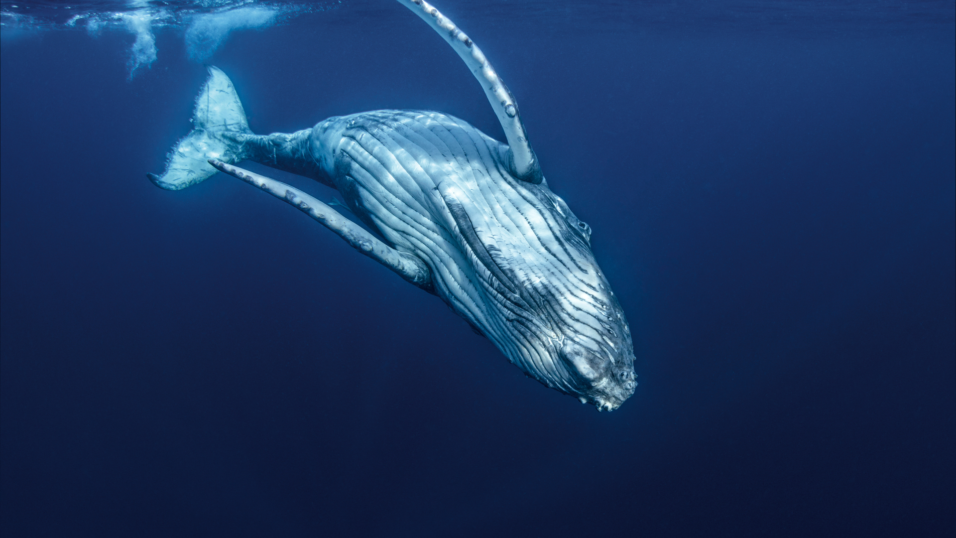 SWIMMING WITH HUMPBACKS HERO IMAGE 1 1920X1280 F45f32d