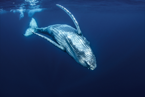 Whale swimming in oceans