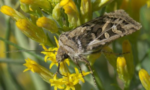 2048Px Euxoa Auxiliaris P1510990a