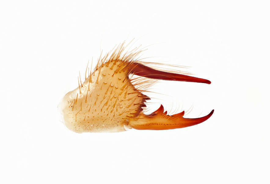 pincer view of the camel spider Eremobates Pallipes on a white background