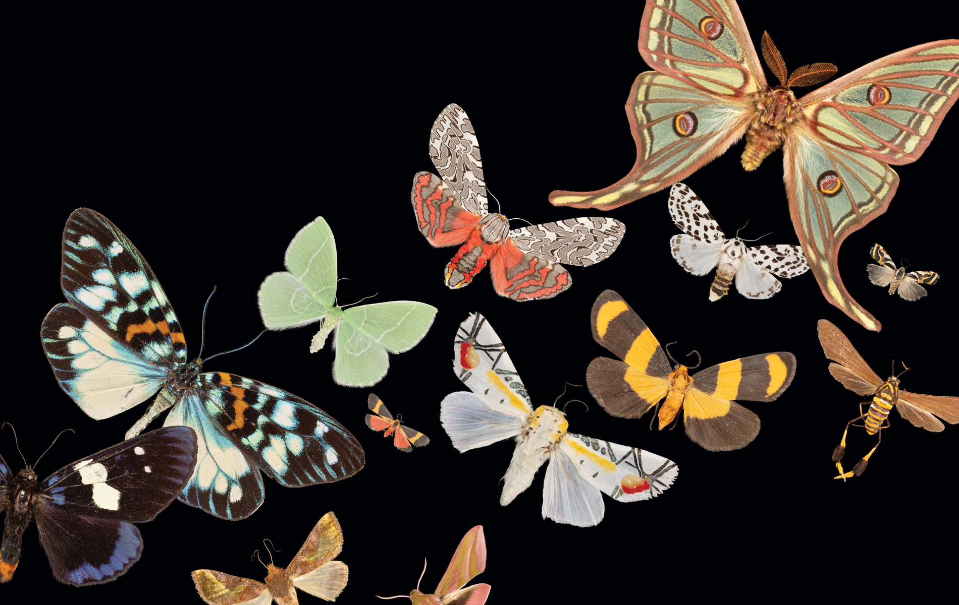 A selection of colorful moths from the Denver Museum of Nature & Science's Entomology Collection. (Photo/ Rick Wicker & Gina Marzulla)