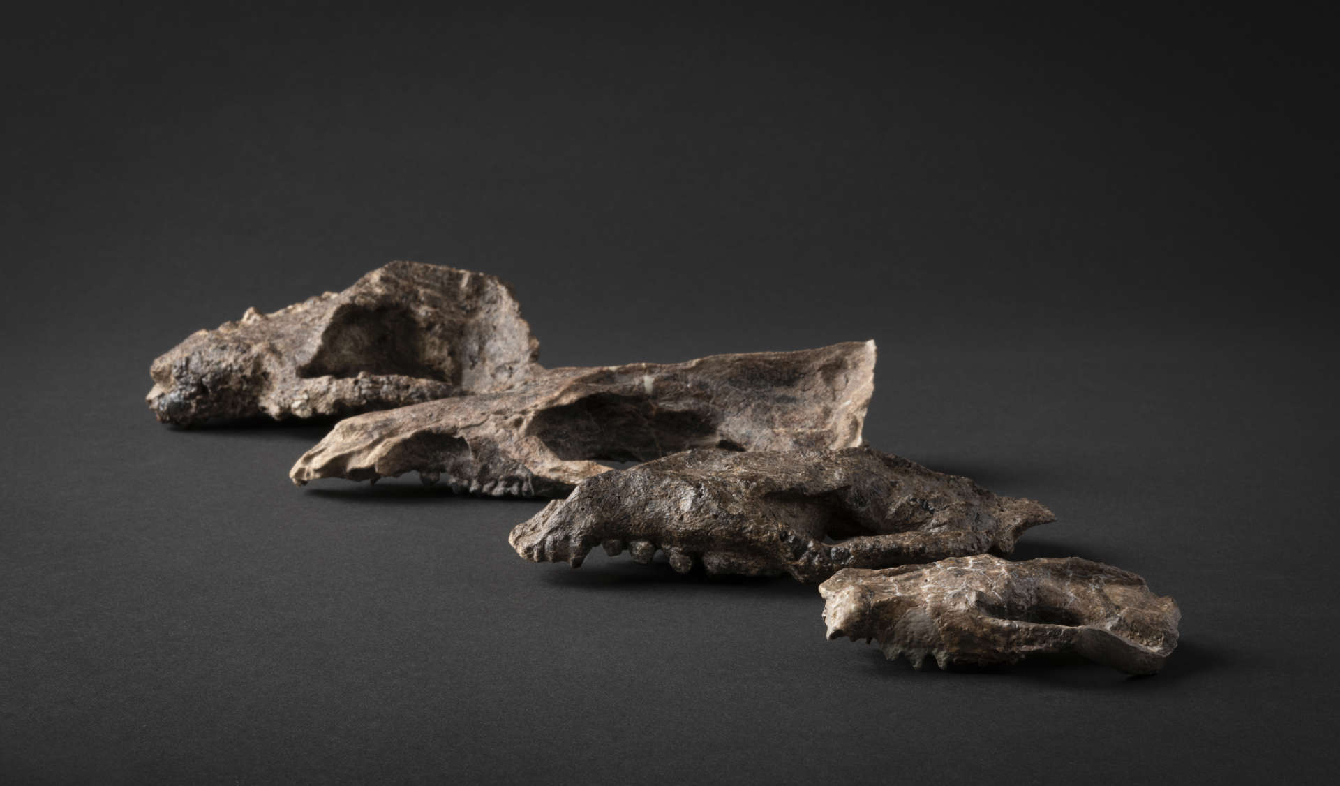 In 2023, the NSF awarded the Museum $1.2 million as part of a $3 million collaborative project to study how ecosystems recovered following a major extinction event. (Photo/ Rick Wicker)