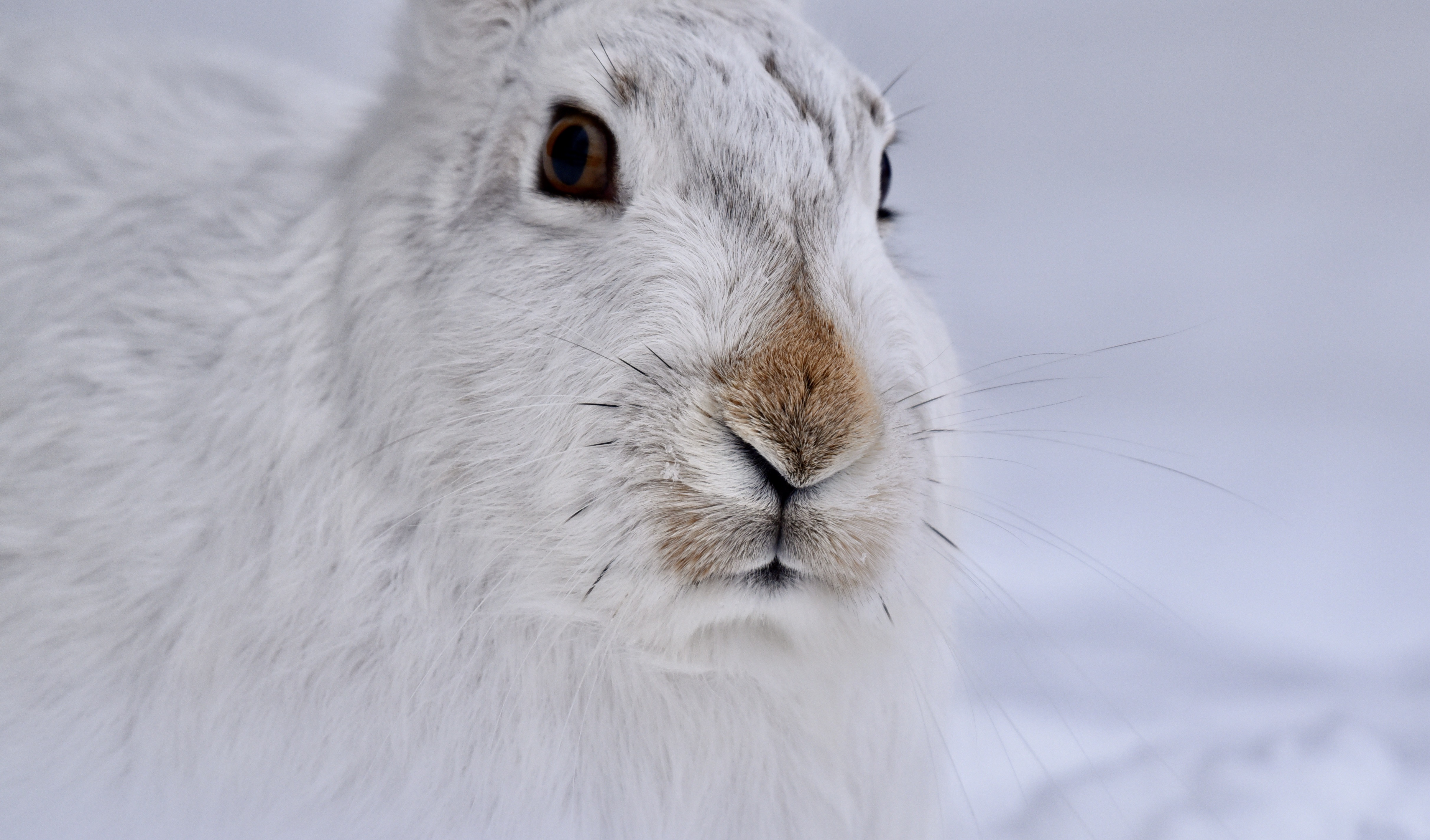 8 Winter White White Tailed Jackrabbit Credit Amedio Cortese