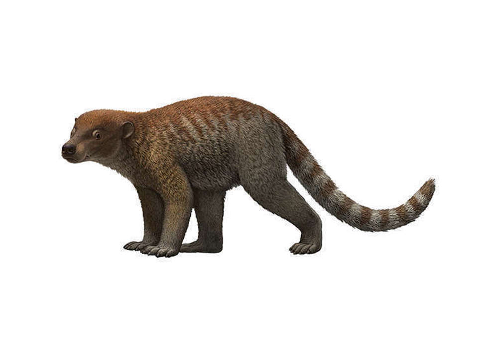 Drawing of a small ancient mammal Loxolophus