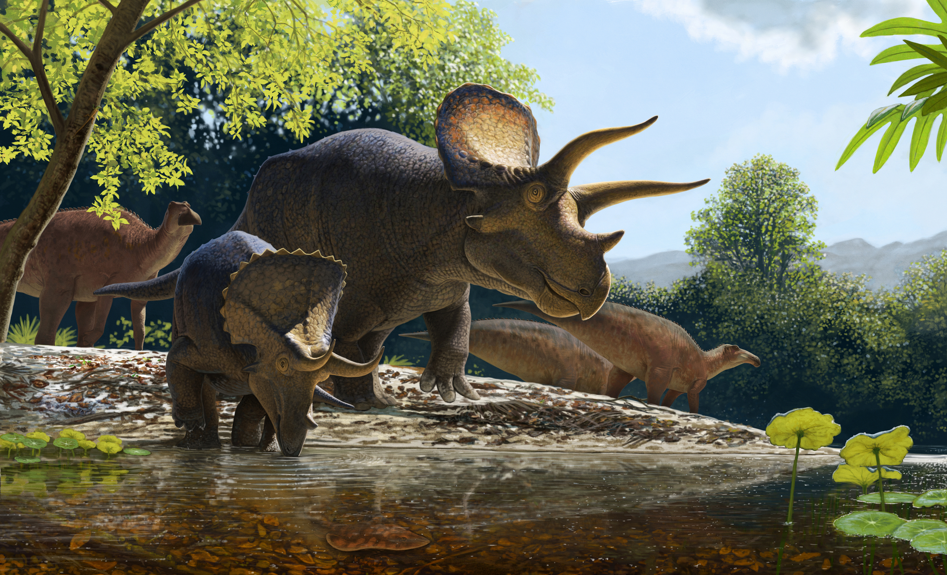 Highlandsranch Triceratops (1) 1901X1155 5B1355f (1)
