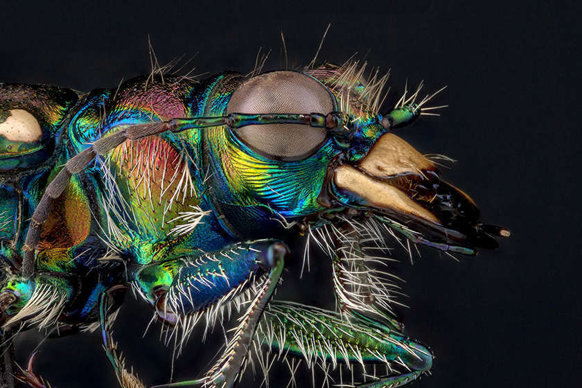 extreme close up of the insect Cicindela Limbalis, with bright rainbow skin and a large eye