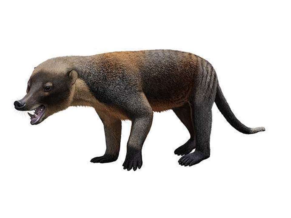 Drawing of a small ancient mammal Eoconodon