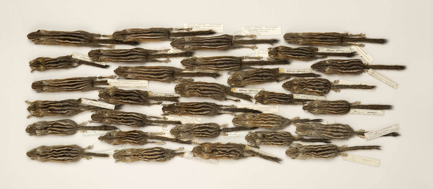 An overhead picture of about 30 chipmunk study skins laid out all facing to the left