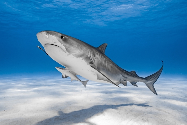 Shark Dive Experience poster