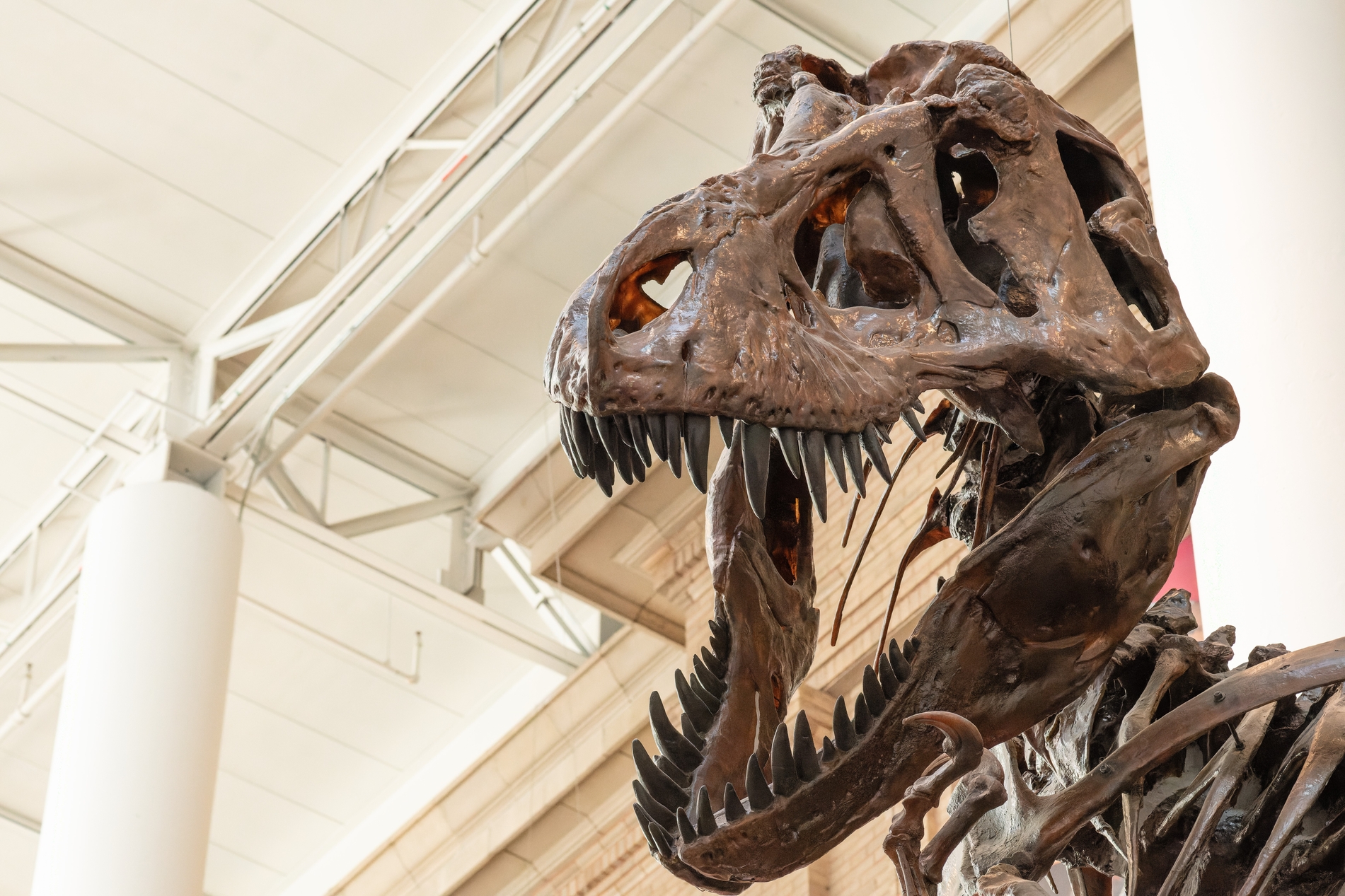 Dancing T. rex at the entrance welcomes guests into the Denver Museum of Nature & Science this summer. (Photo/ Maurilio Tapia) 