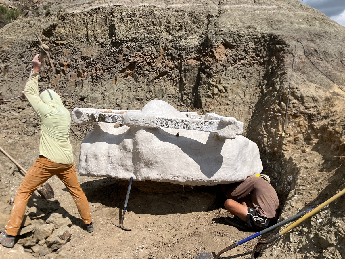 Salvador Bastien, a fossil preparator and an excavation crew leader, pick axing at the dig site in North Dakota.