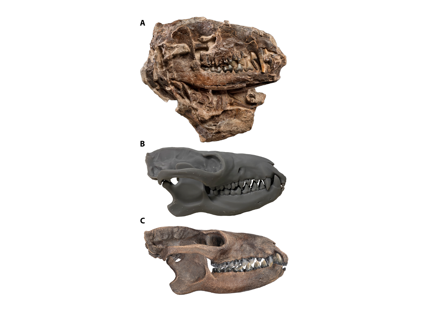 Loxolophus