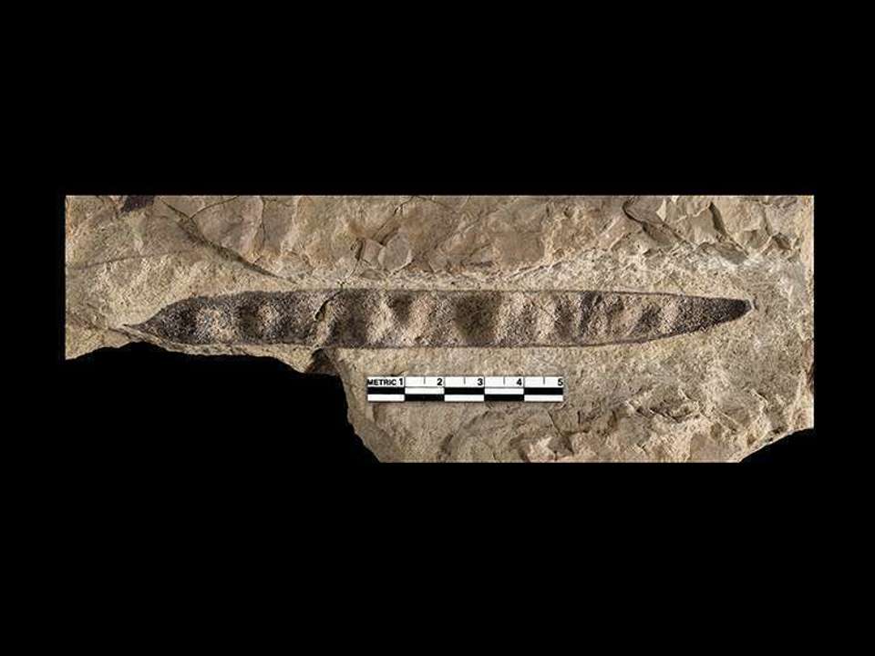 Brown stone with a fossilized bean pod embedded in it on a black background