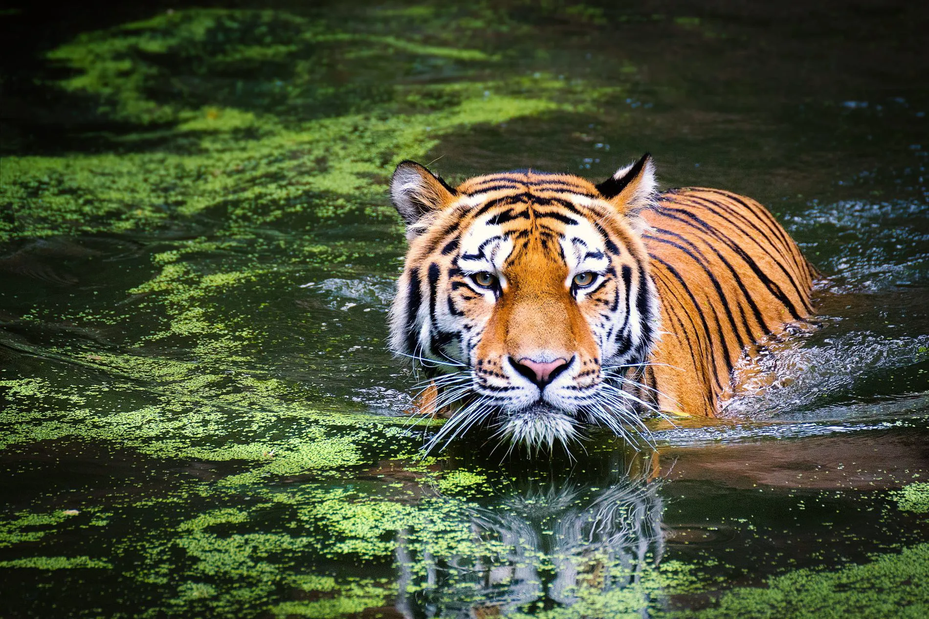 Tiger Wildlife Zoo Cat 941C84584db962d994a35459c941d2fd loading=