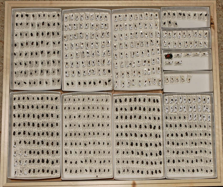 Hundreds of small beetles pinned on paper