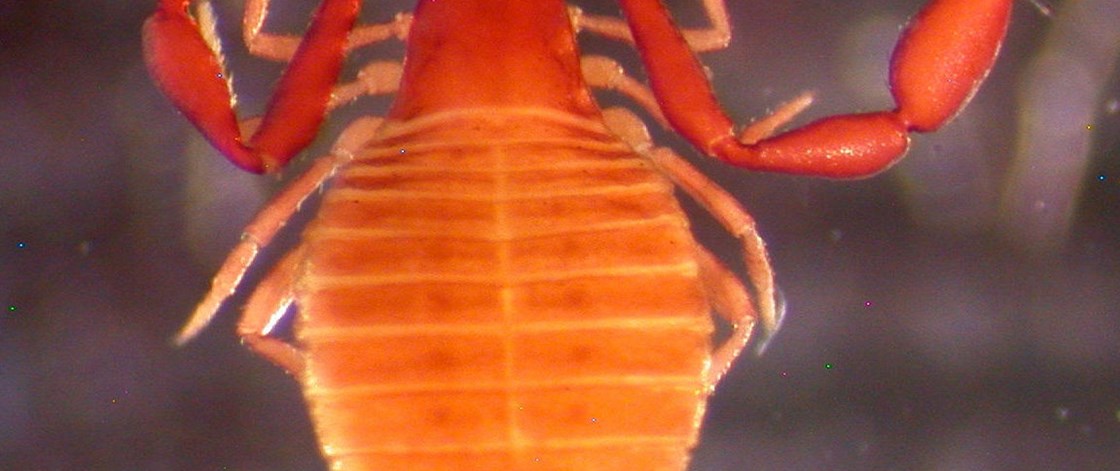 3 Larca Boulderica As Seen Under A Microscope By David Steinmann