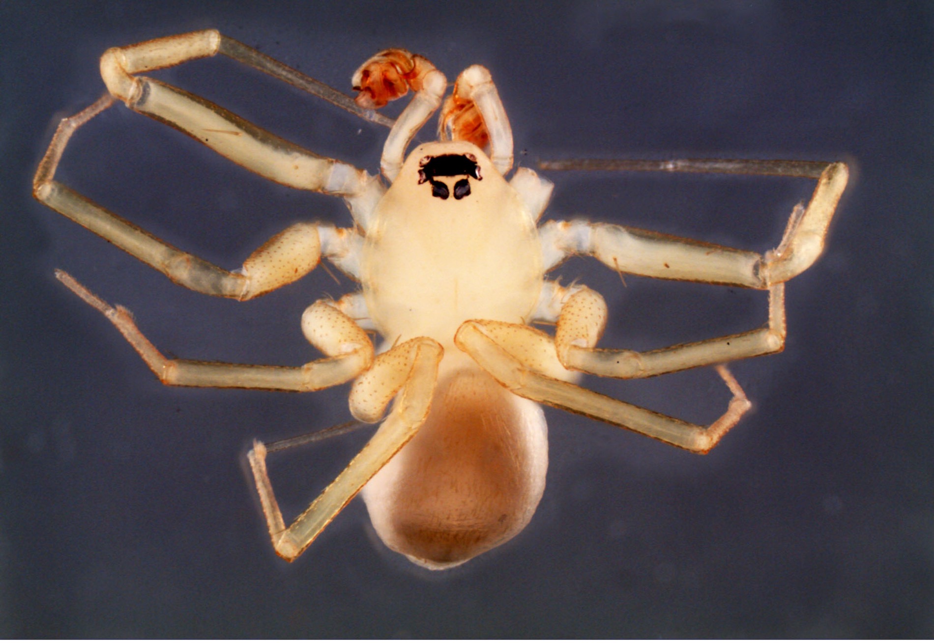 Myrmecicultor chihuahuensis male. (Photo/ Ramírez et al.)